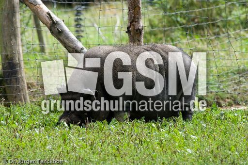 Hängebauchschwein (12 von 37).jpg